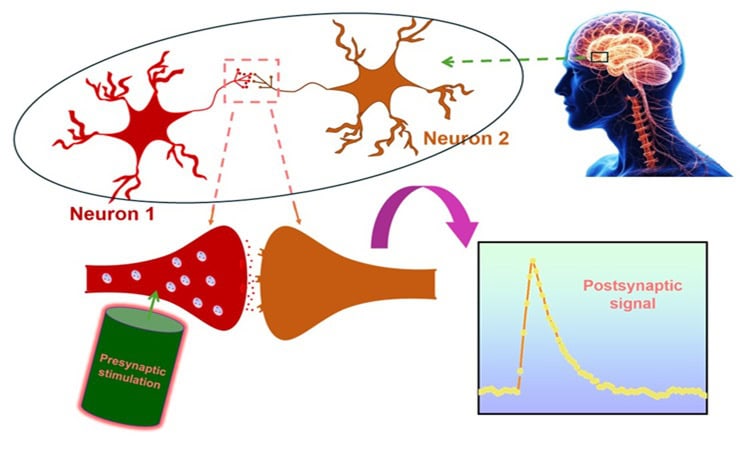 Diagram showing two connected neurons, with Neuron 1 sending a signal to Neuron 2 through a synapse. Presynaptic stimulation triggers neurotransmitter release, leading to a postsynaptic signal. An inset graph illustrates the signal spike and decay, representing memory response. A human brain image indicates the biological inspiration for brain-like plastic chip behavior.